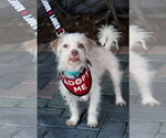 Small Photo #3 Mutt Puppy For Sale in Mission Viejo, CA, USA