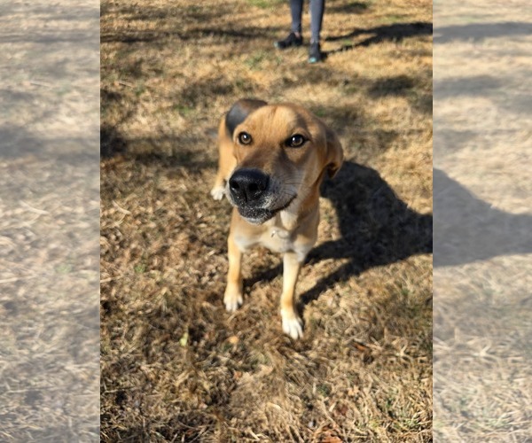 Medium Photo #1 Mutt Puppy For Sale in Woodbury, NY, USA