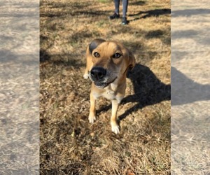 Mutt Dogs for adoption in Woodbury, NY, USA