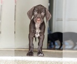 Small Photo #2 German Wirehaired Pointer-Vizsla Mix Puppy For Sale in ARLINGTON, NJ, USA