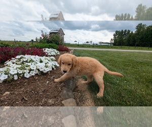 Golden Retriever Puppy for sale in GOSHEN, IN, USA