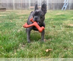 French Bulldog Puppy for sale in HILLSBORO, OR, USA