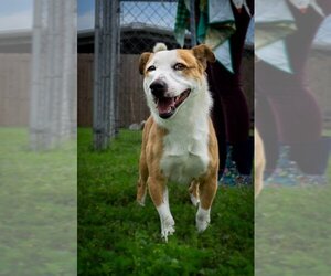 Jack Russell Terrier-Unknown Mix Dogs for adoption in Abbeville, LA, USA
