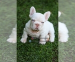 Image preview for Ad Listing. Nickname: Frenchie