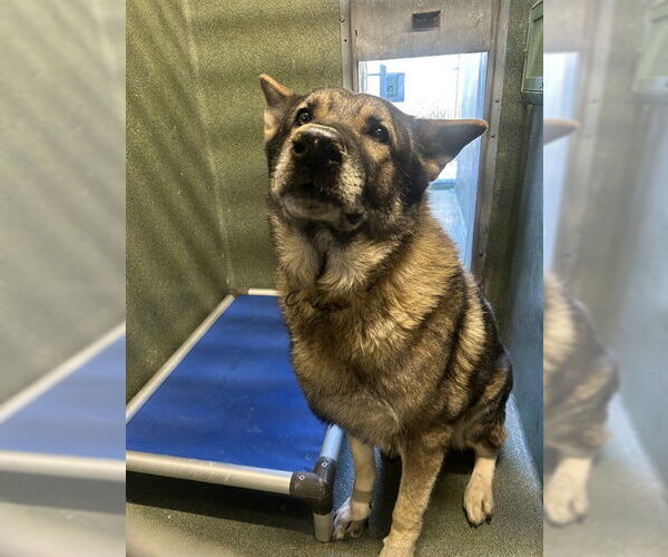 Medium Photo #1 German Shepherd Dog Puppy For Sale in Downey, CA, USA