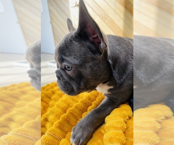 Medium Photo #10 French Bulldog Puppy For Sale in ESCONDIDO, CA, USA