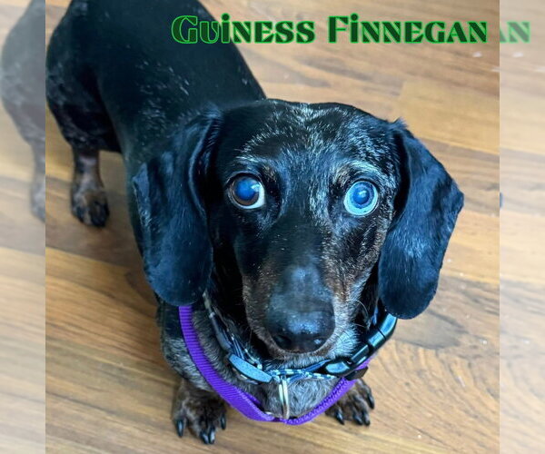 Medium Photo #6 Dachshund Puppy For Sale in San Antonio, TX, USA