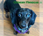 Small #5 Dachshund