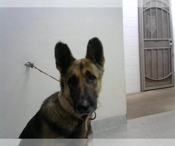 Medium Photo #1 German Shepherd Dog Puppy For Sale in Pasadena, TX, USA
