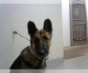 German Shepherd Dog Dogs for adoption in Pasadena, TX, USA