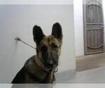 Small German Shepherd Dog