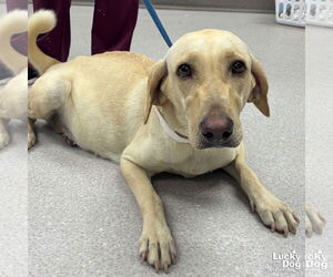 Labrador Retriever-Unknown Mix Dogs for adoption in Washington, DC, USA