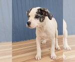 Small #2 Bulldog Mix