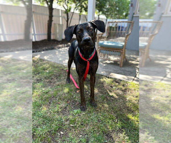 Medium Photo #3 Great Dane-Unknown Mix Puppy For Sale in Marina Del Rey, CA, USA