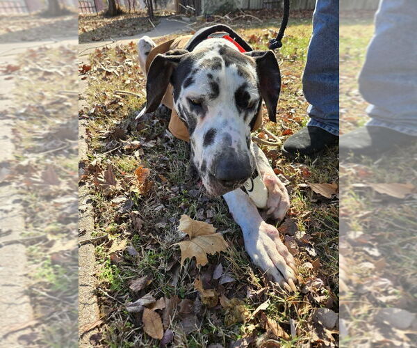 Medium Photo #1 Great Dane Puppy For Sale in Bullard, TX, USA