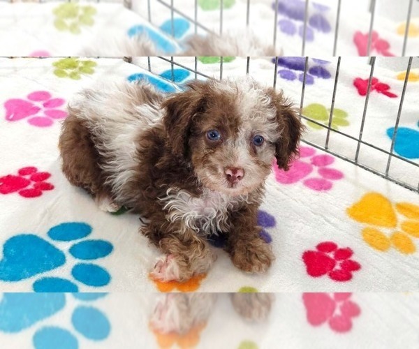 Medium Photo #10 Cockapoo (Toy)-Poodle (Toy) Mix Puppy For Sale in ORO VALLEY, AZ, USA