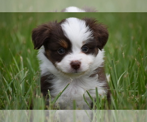 Miniature Australian Shepherd Puppy for sale in PALM COAST, FL, USA