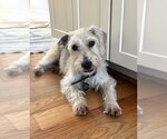 Small Mutt