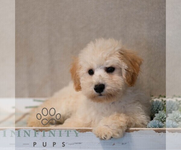 Medium Photo #5 Poochon Puppy For Sale in MIFFLINBURG, PA, USA