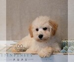 Small #4 Poochon
