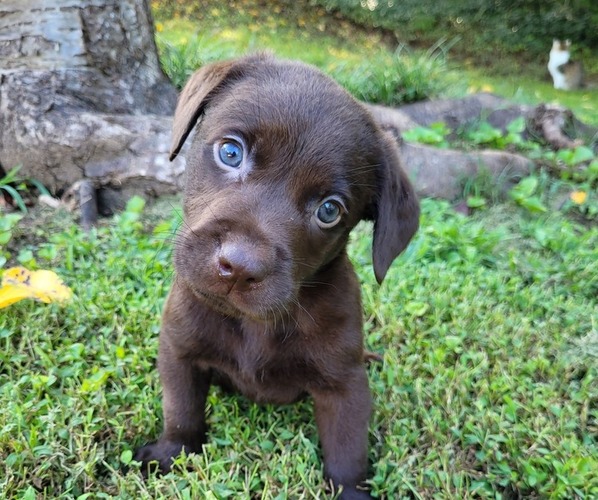 Medium Photo #3 Labrador Retriever Puppy For Sale in JASPER, GA, USA