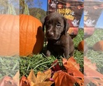 Small #4 Labrador Retriever
