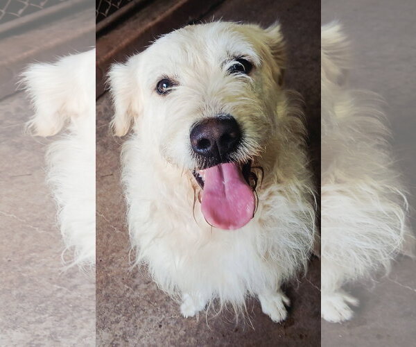 Medium Photo #4  Puppy For Sale in , 