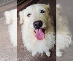 Labradoodle Dogs for adoption in Albany, OR, USA