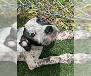 Bulldog-Unknown Mix Dogs for adoption in Texas City, TX, USA