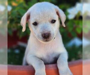 Chihuahua-Unknown Mix Dogs for adoption in San Diego, CA, USA