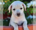 Small Chihuahua Mix