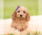 Small #3 Goldendoodle (Miniature)