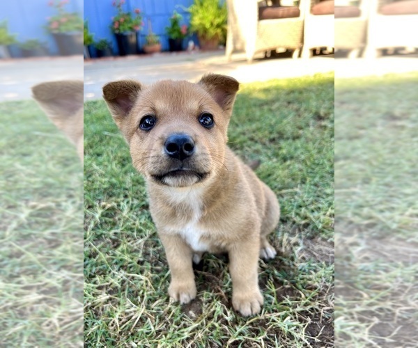 Medium Photo #14 Australian Cattle Dog Puppy For Sale in RAMONA, CA, USA