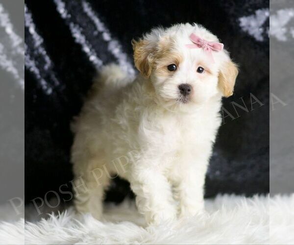 Medium Photo #3 Maltipoo Puppy For Sale in WARSAW, IN, USA