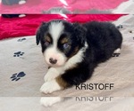 Small Photo #1 Miniature Australian Shepherd Puppy For Sale in FLORENCE, AZ, USA