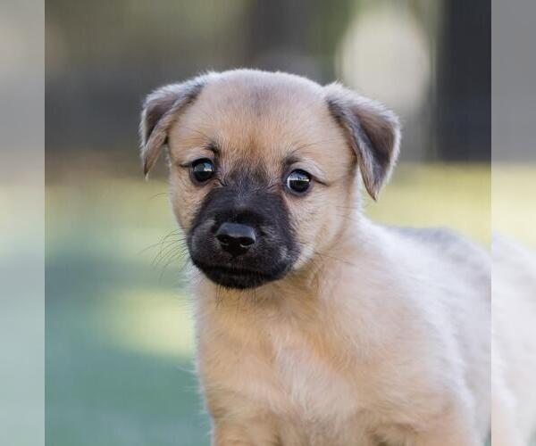 Medium Photo #1 Dachshund-Unknown Mix Puppy For Sale in San Diego, CA, USA