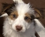 Puppy 3 Border Collie-Yorkshire Terrier Mix