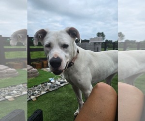 Boxer-Unknown Mix Dogs for adoption in Germantown, OH, USA