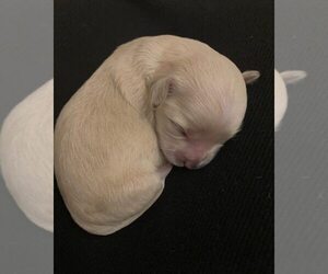 Maltipoo Puppy for sale in IRVINE, CA, USA