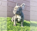 Small Photo #16 French Bulldog Puppy For Sale in TULSA, OK, USA