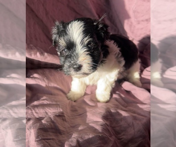 Medium Photo #4 Havanese Puppy For Sale in TWIN FALLS, ID, USA