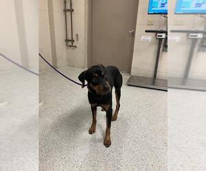 Rottweiler-Unknown Mix Dogs for adoption in Conroe, TX, USA