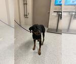 Small Rottweiler Mix
