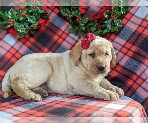 Medium Photo #2 Labrador Retriever Puppy For Sale in CHRISTIANA, PA, USA