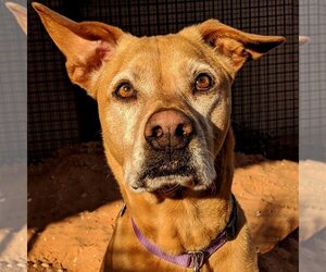 Unknown-Vizsla Mix Dogs for adoption in Kanab, UT, USA