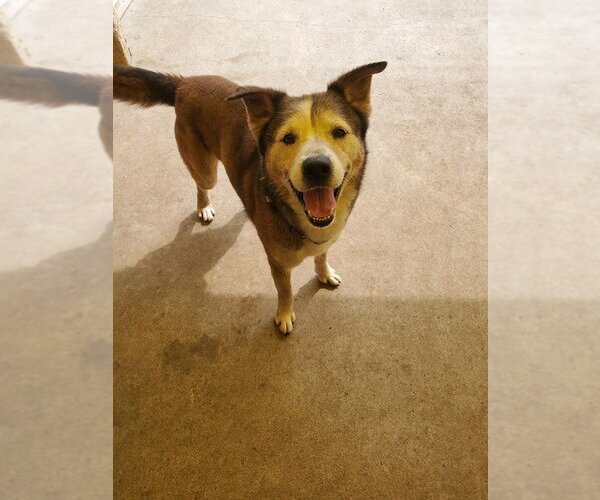 Medium Photo #20 Huskies -Unknown Mix Puppy For Sale in Houston, TX, USA