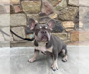 French Bulldog Dogs for adoption in Riverside, CA, USA