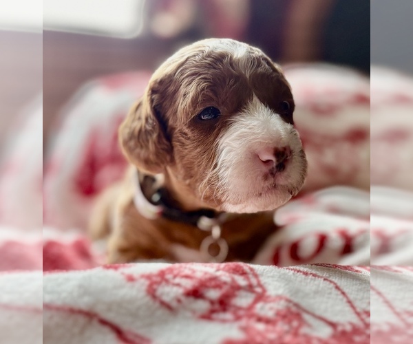 Medium Photo #5 Goldendoodle (Miniature) Puppy For Sale in SAINT MARYS, KS, USA