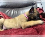 Small Photo #124 Belgian Malinois Puppy For Sale in REESEVILLE, WI, USA