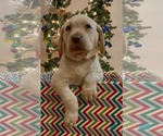 Small Photo #19 Labrador Retriever Puppy For Sale in LELAND, NC, USA